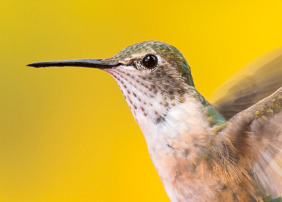Hummingbird_3
