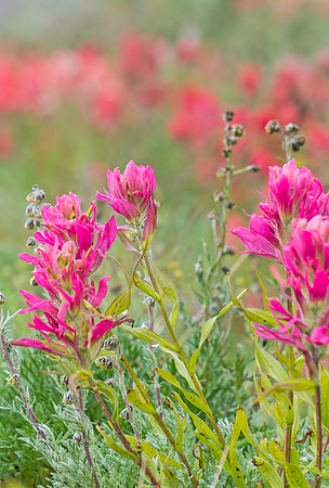 Wildflowers_Mt_Evans_1