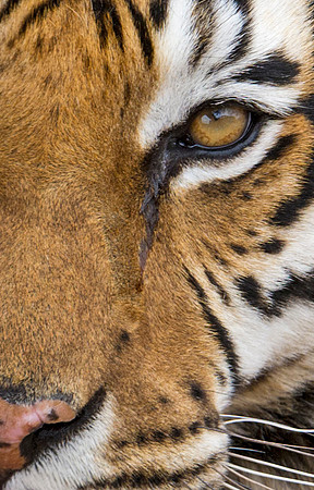 Siberian_Tiger_1