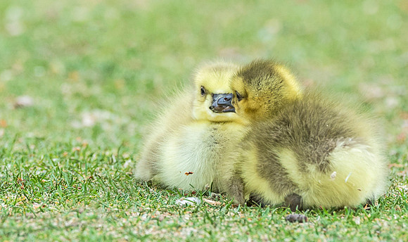 Gosling_9