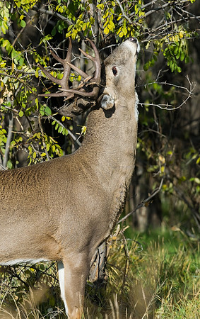 White-tailed_buck_5