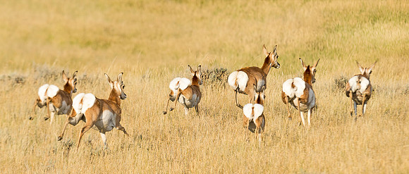 Pronghorn_antelope_10