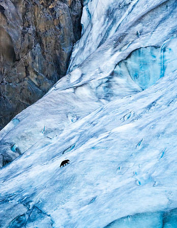 Black_bear_Kenai_Fjords_2016_1