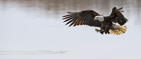 Bald_eagle_90
