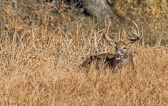 White-tailed_deer_46