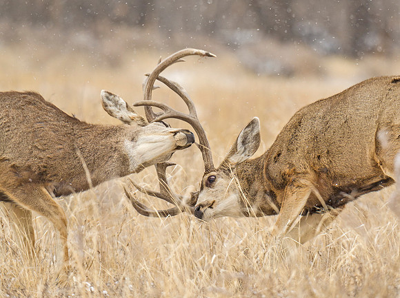 Mule_deer_107