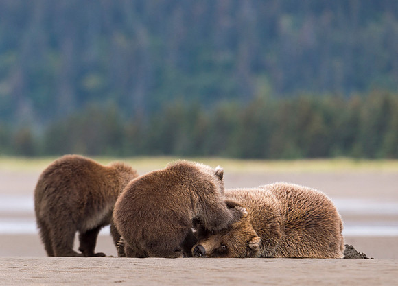 Brown_Bear_LC_28