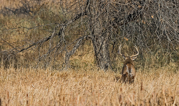 White-tailed_deer_43