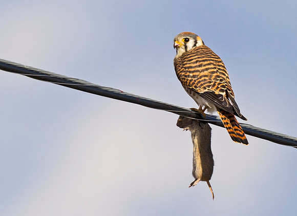 American_kestrel_14