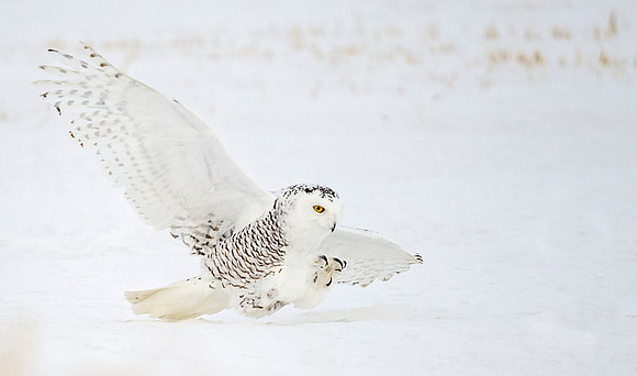 Snowy_owl_14