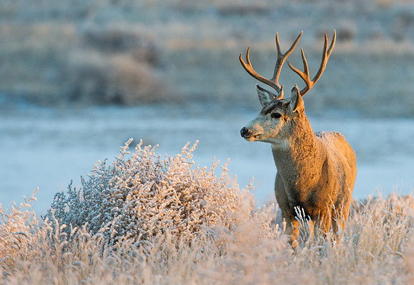 Mule_deer_buck_79