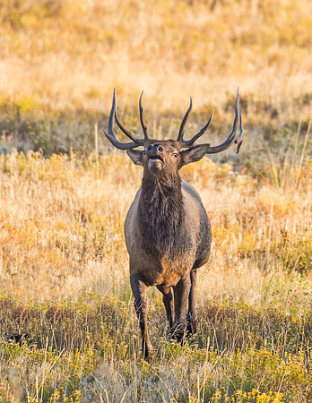 Elk_RMNP_2015_22