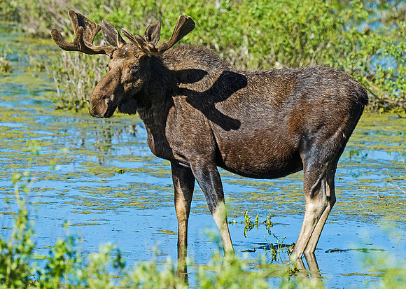 Moose_59
