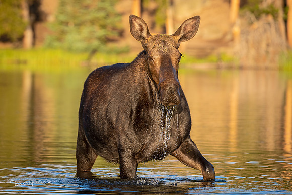 Moose_RMNP_2022_18
