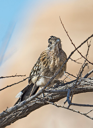 Roadrunner_3