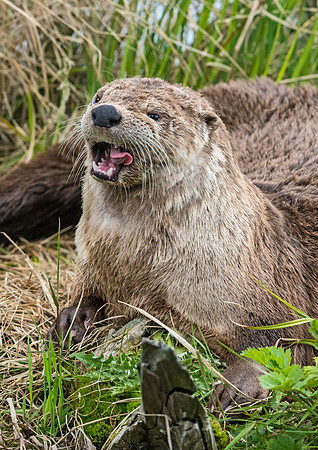 river_otter_7