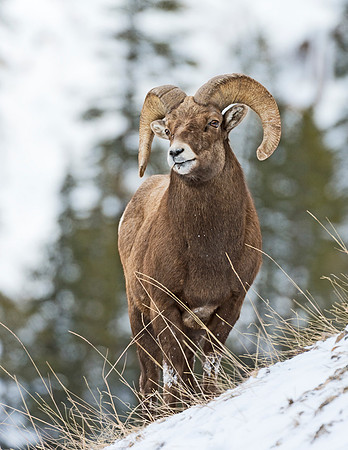 Bighorn_ram_Guanella_Pass_9