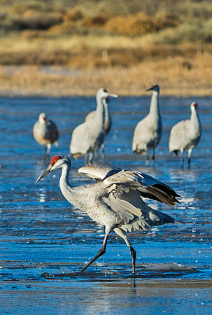 Sandhill_crane_7