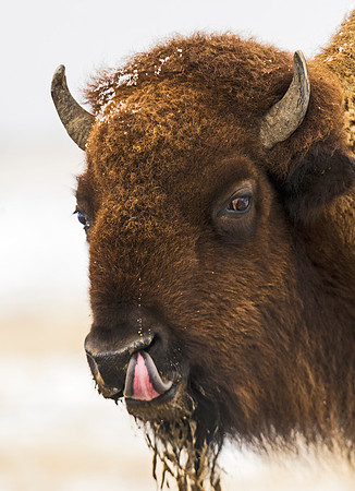 Bison_52
