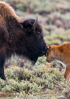 Bison_18