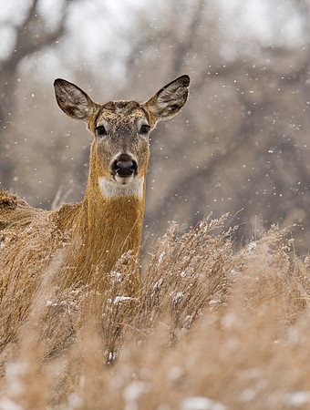 WHite-tailed_deer_61