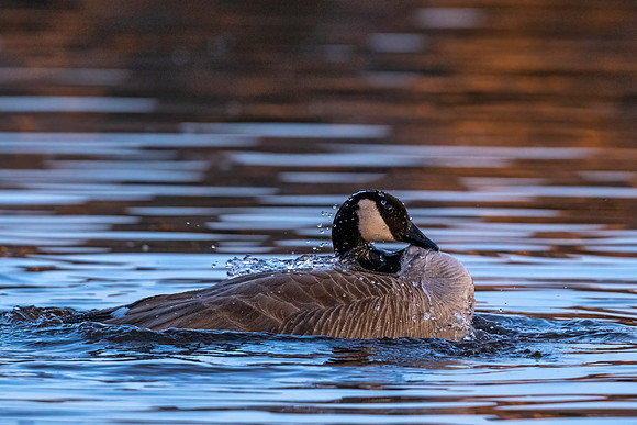 Canada_goose_EP_2022_1