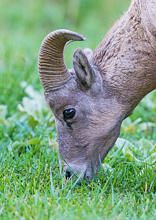 Bighorn_ram_18