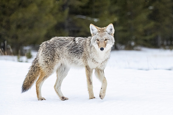 Coyote_YNP_2024_3