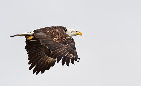 Bald_eagle_CCSP_5