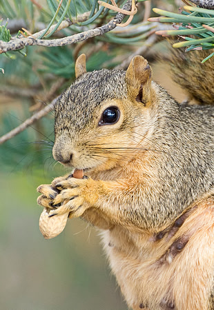 Squirrel_2