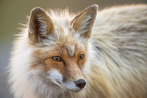 Red_fox_Nome_2023_1
