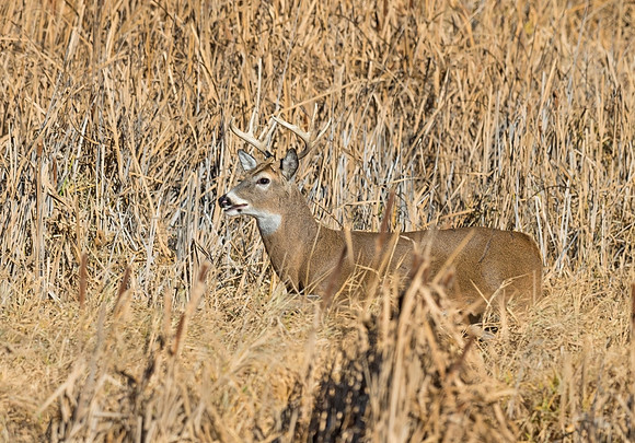 White-tailed_deer_21