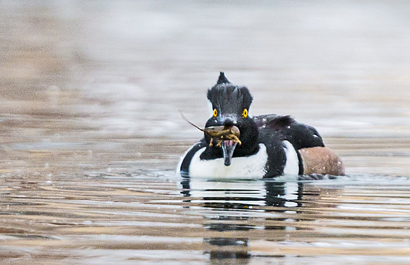 Hooded_merganser_15