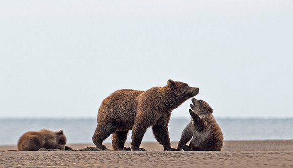 Brown_Bear_LC_27
