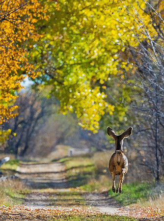 Mule_deer_33