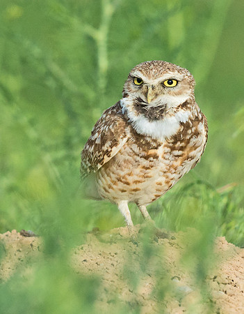 Burrowing_Owl_10