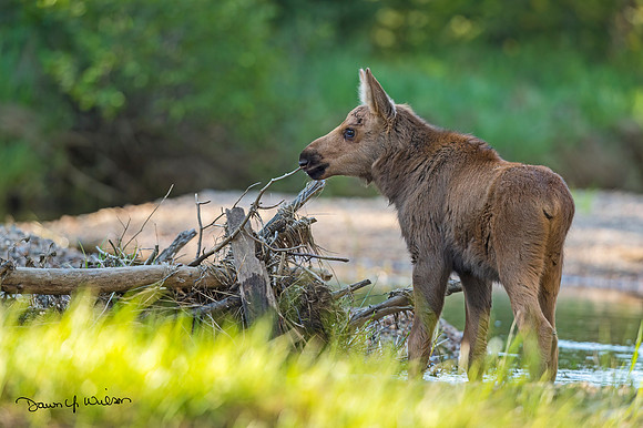 Moose_RMNP_2020_11
