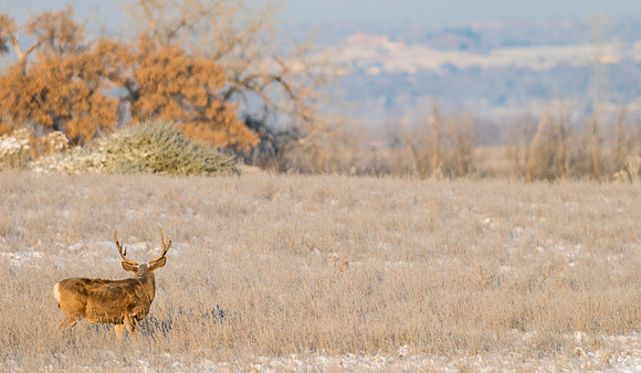Mule_deer_buck_72