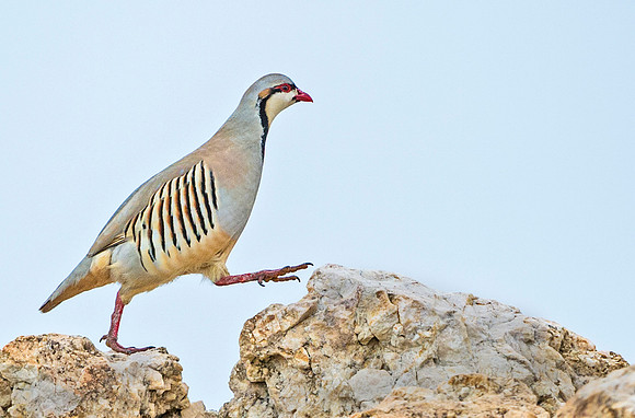 Chukar_5