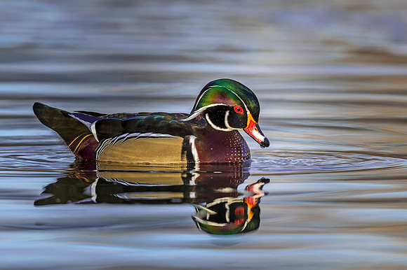 Wood_duck_Tingley_2019_3