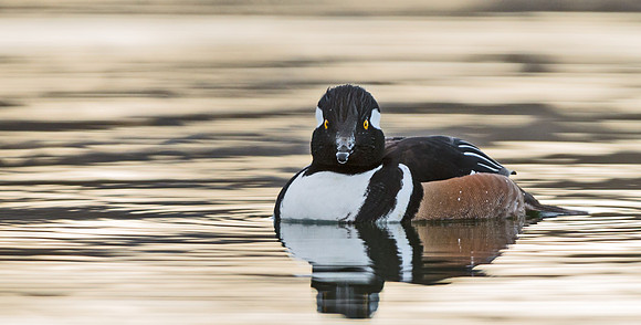 Hooded_merganser_4