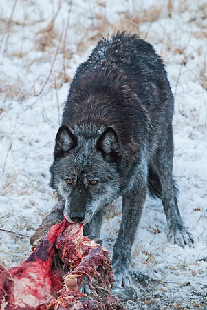 Wolf_7
