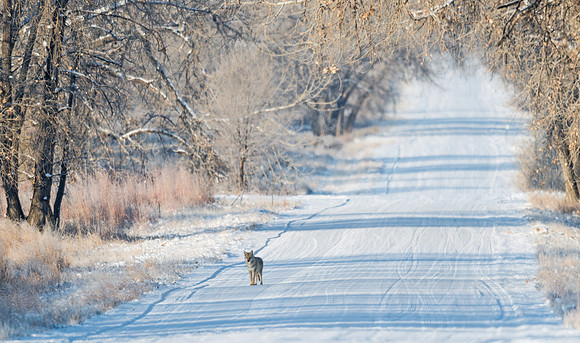 Coyote_12