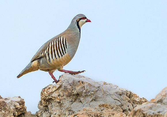 Chukar_4
