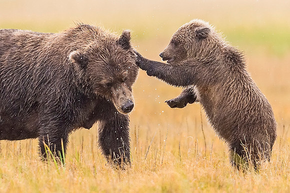 Brown_bear_LCNP_2019_82