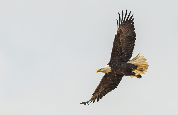 Bald_eagle_26