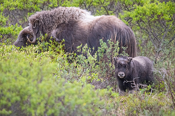 Muskox_Nome_2023_2