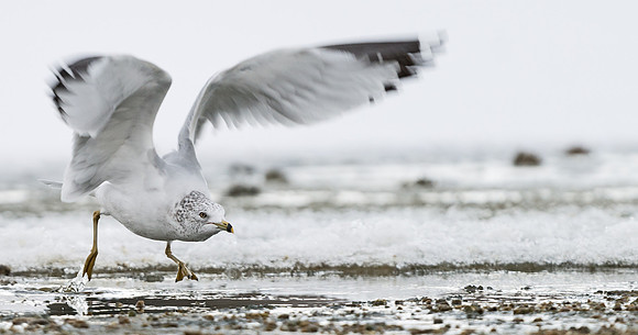 Ring-billed_gull_3