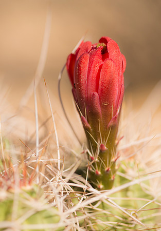 Cactus_Joshua_Tree_NP_1