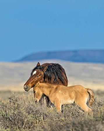 Wild_horse_14